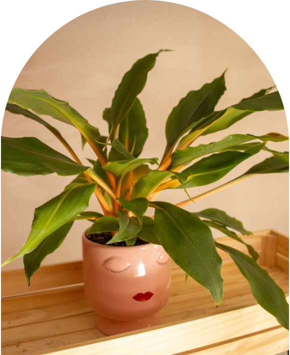 Chlorophytum orchidastrum 'Green Orange' - Imagen 2