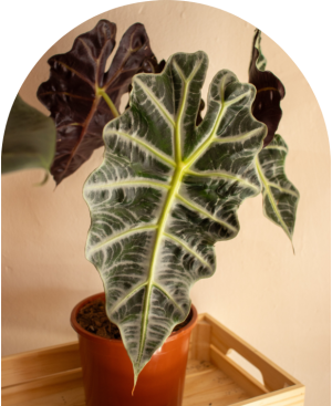 Alocasia polly