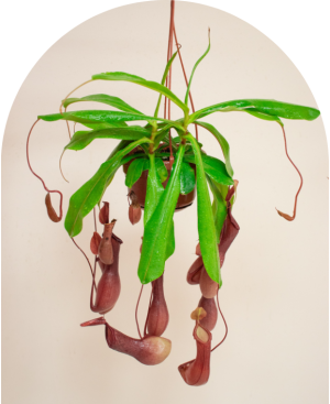 Nepenthes x neglecta