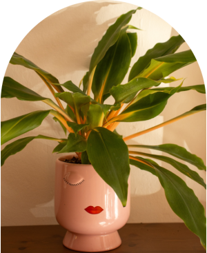 Chlorophytum orchidastrum 'Green Orange'