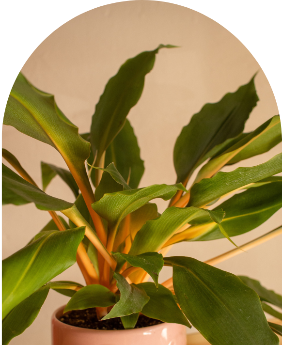 Chlorophytum orchidastrum 'Green Orange' - Imagen 3