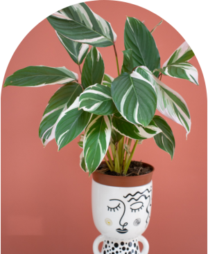 Ctenanthe setosa 'Princess Dalya'