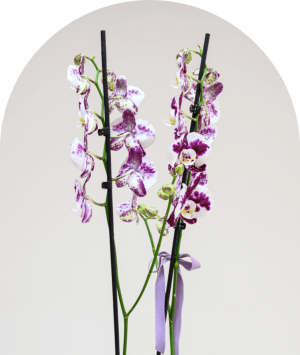 Phalaenopsis orquídea